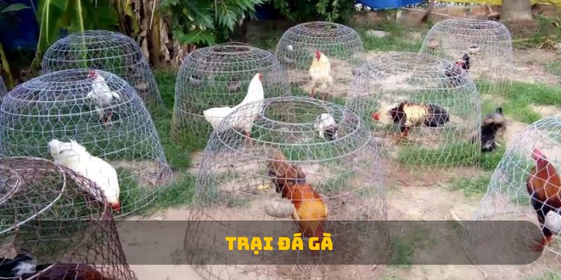 Trại Đá Gà: Nơi Khởi Nguồn Của Những Nhà Vô Địch Gà Chọi