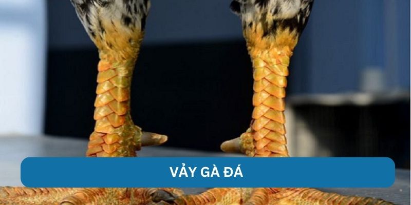 Vảy Gà Đá - 789P Bí Quyết Chọn Lọc Các Chiến Kê Dũng Mãnh